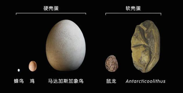 新研究中的软壳蛋化石与其他蛋类的尺寸对比示意。| 图片设计:雯雯