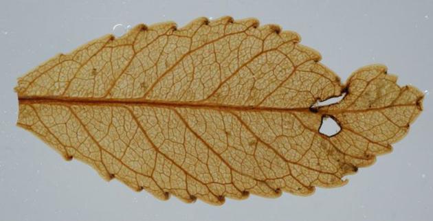 2300万年前的叶子,仍然可以看到纹理,被昆虫咬破的洞和疤痕结构。