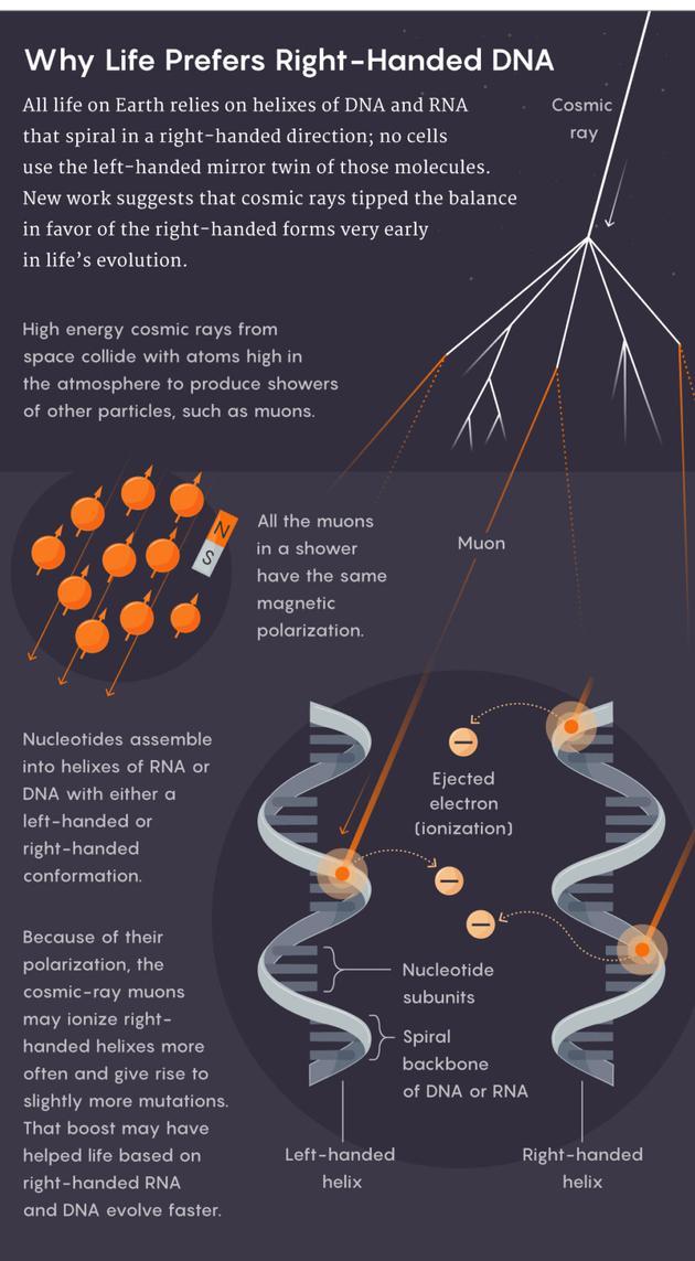 为什么生命偏爱右旋的DNA?地球上的所有生命都依赖于右旋的DNA和RNA螺旋链;没有细胞会使用这些分子的镜像手性分子。一项新研究指出,宇宙射线的电离作用更常施加于右旋的DNA和RNA螺旋,使其产生更多的突变,从而导致基于右旋DNA和RNA的生命演化得更快。