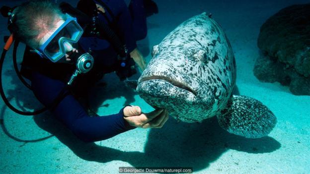 一位潜水者正在给黑斑石斑鱼(学名:Epinephelus tukula)挠痒