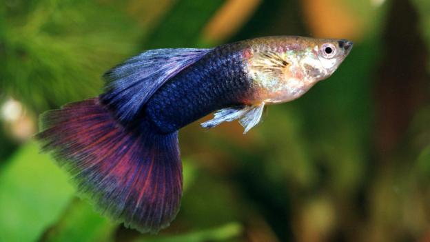 孔雀鱼(Poecilia reticulata)是常见的观赏鱼