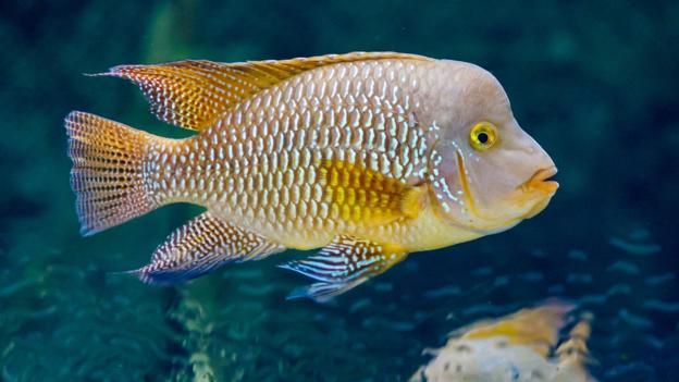 巴西珠母丽鱼(Geophagus brasiliensis)为慈鲷科的一种鱼类,可作为观赏鱼