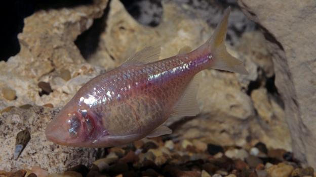 墨西哥丽脂鲤(Astyanax fasciatus mexicanus)的视力已经退化,但具有灵敏的嗅觉