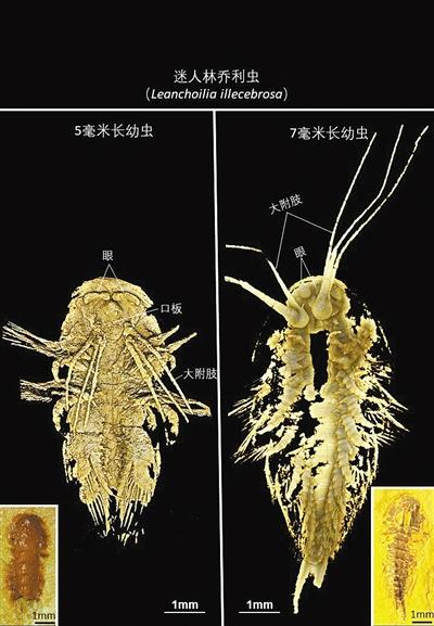 澄江生物群迷人林乔利虫幼虫标本照片及CT三维图像 受访者供图