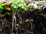 土壤的再生革命：碳农业未来可期