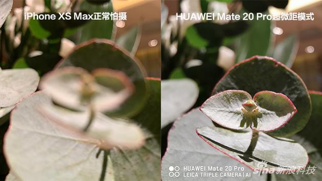 Mate 20 Pro近距离拍摄效果惊人