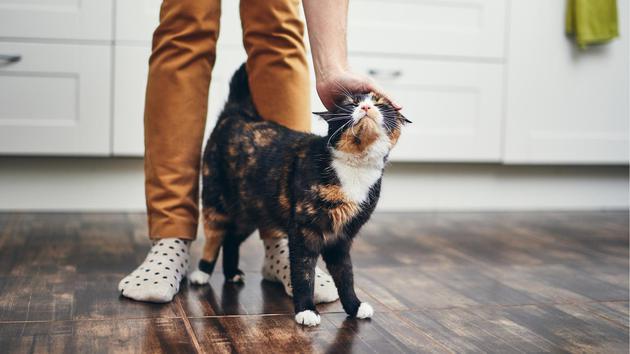 有些人认为,猫只是为了获得食物才会向主人表示亲近