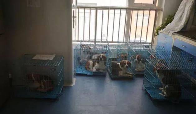 试验用的比格犬