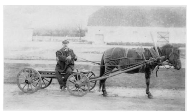 · 斑马和马的杂交成果,摄于 1913 年的俄国