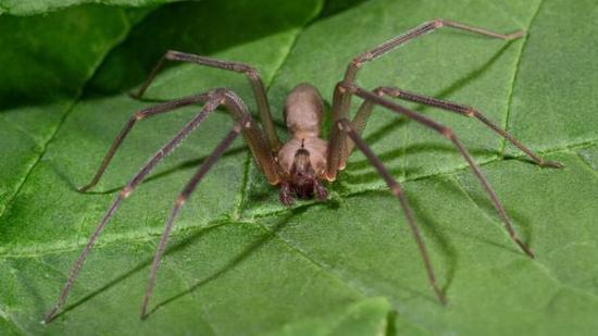 人类被棕色遁蛛(Loxosceles reclusa)叮咬的案例很多