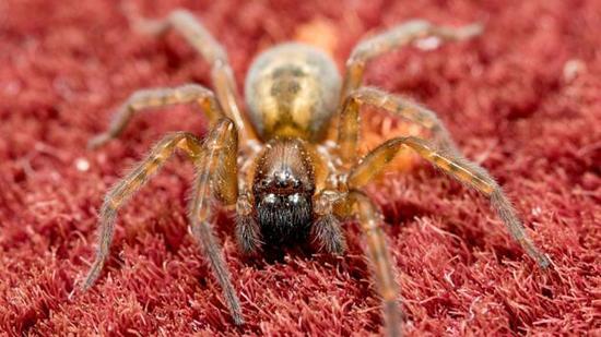 一只温室希蛛(Parasteatoda tepidariorum)