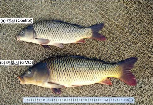 中国科学院水生生物所的转基因鲤鱼, 8 月龄的转基因鲤鱼(b)和对照非转基因鲤鱼(a)