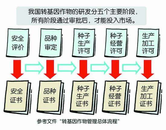我国转基因作物管理大致流程