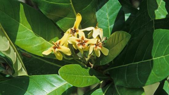 美洲格尼帕树(Genipa americana)的花