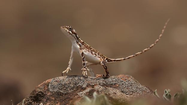 一只雌性的Sarada darwini