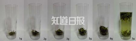 (不同量的绿茶(以龙井为例),杯高400px。右1为3g绿茶泡开后的样子。)