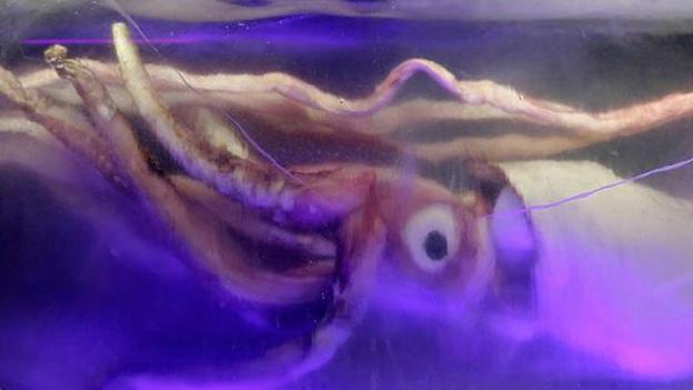 墨尔本水族馆中冰冻的巨乌贼标本