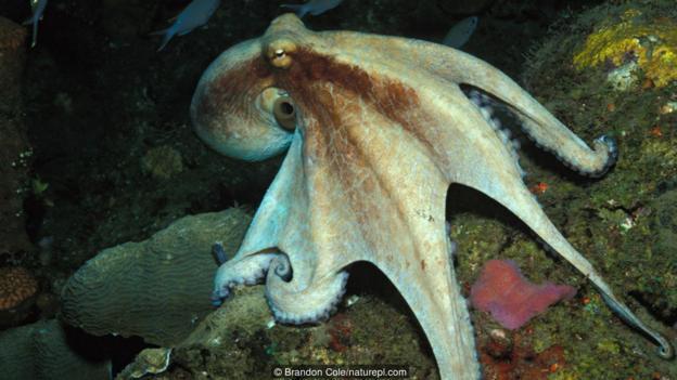 一只移动中的真蛸(学名:Octopus vulgaris),该物种即通常所说的普通章鱼