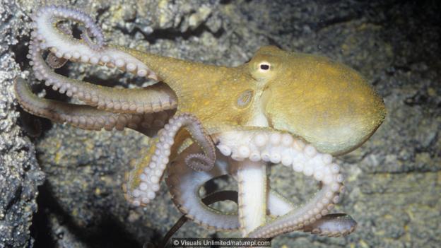 加州双斑蛸(学名:Octopus bimaculoides)