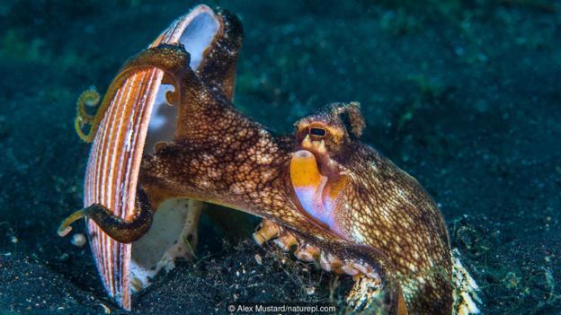 一只正在举起贝壳的条纹蛸(学名:Amphioctopus marginatus)