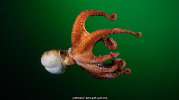 北太平洋巨型章鱼(学名:Enteroctopus dofleini)