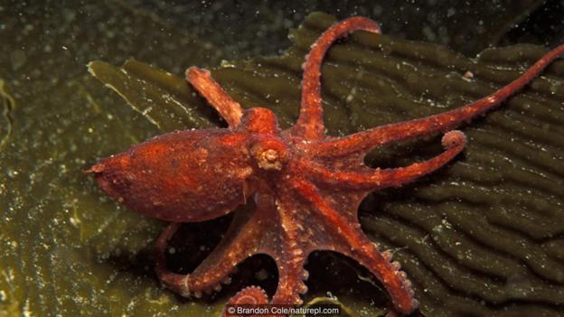 太平洋红蛸(学名:Octopus rubescens)