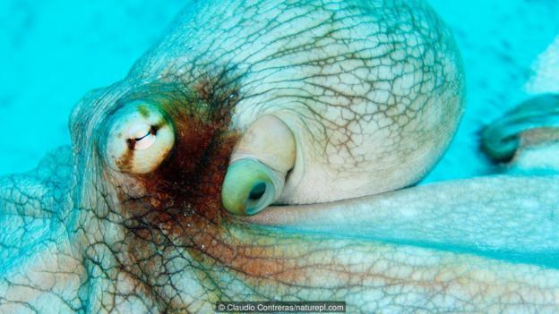 真蛸(学名:Octopus vulgaris)又被称为普通章鱼