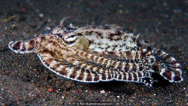 一只拟态章鱼(学名:Thaumoctopus mimicus)把自己伪装成有毒的鳎鱼