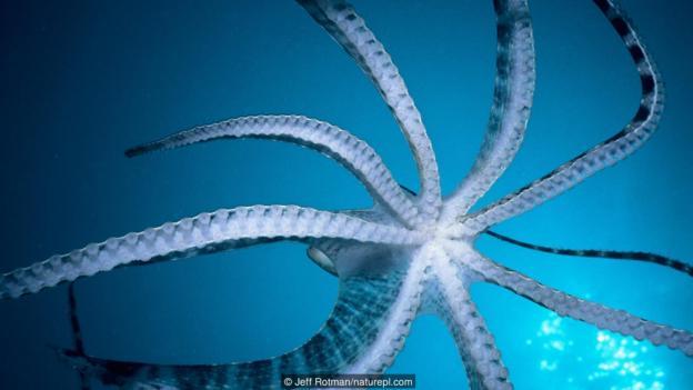 拟态章鱼(学名:Thaumoctopus mimicus)
