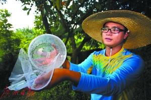 广州南沙沙仔村,工作人员释放萝岗蚊子工厂生产的绝育雄蚊。