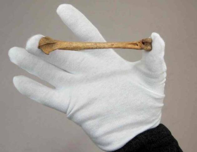 来自新西兰南岛的鸡腿骨。放射性碳测年法显示,它的历史可以追溯到库克船长第二次航行前后的时间。来源:Paul Scofield, Canterbury Museum