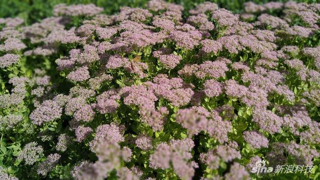 红米Pro外景细节+F0.95