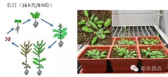 长日照植物拟南芥生长周期示意图(左图)以及不同生长发育时期拟南芥植物图片(右图)。