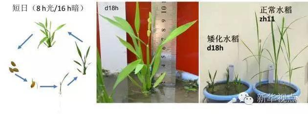 短日照植物水稻生长周期示意图(左图)以及开花期的水稻(中图)。天宫二号空间实验室中培养的水稻品种为矮化水稻突变体(d18h),成熟期水稻株高在15-20厘米(该矮化水稻由中国水稻研究所钱前研究员提供)。右图为矮化水稻与正常株高水稻(zh11)在幼苗期的比较。