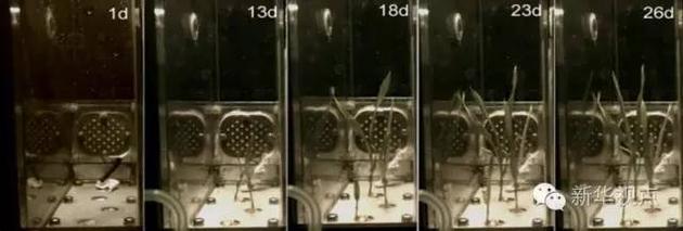 矮化水稻(d18h)在高等植物培养箱中生长过程实时图像。图像记录了从种子萌发到生长26天的水稻。