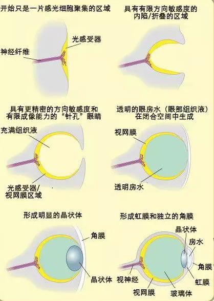眼睛演化图示。图片来源:Matticus78/Wikimedia Commons