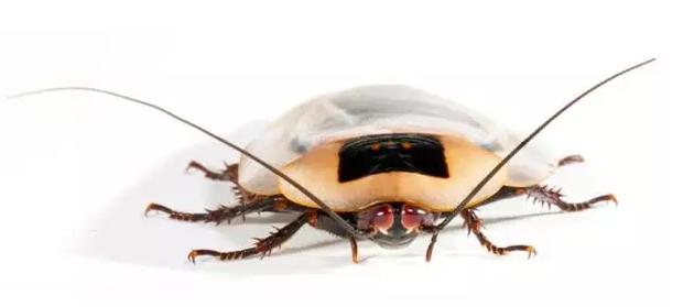 一只伪死人头蟑螂(Blaberus discoidalis)图:John Abbott/naturepl.com