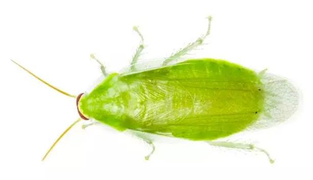 一只香蕉蟑螂(Panchlora sp。)。 图:MYN/Gil Wizen/naturepl.com