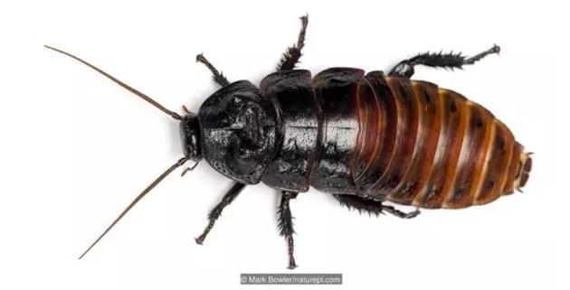 一只巨大的马达加斯加发声蟑螂(Gromphadorina portentosa) 图:Mark Bowler/naturepl.com