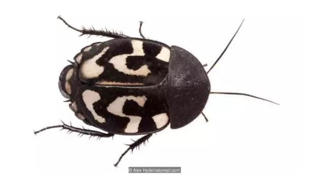 一只问号蟑螂(Therea olegrandjeani) 图:Alex Hyde/naturepl.com