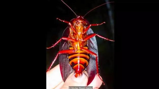 长翅蟑螂(Megaloblatta blaberoides)是世界上最大的蟑螂之一。 图:Morley Read/Alamy