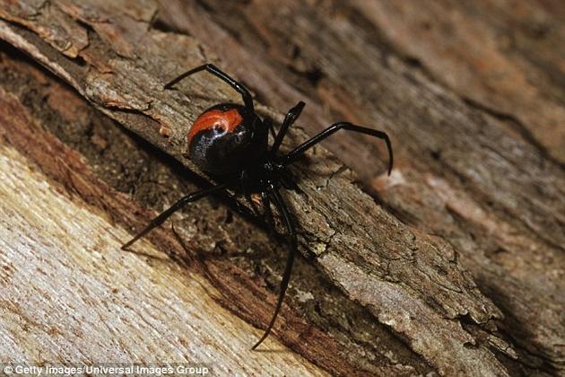 在寇蛛属(Latrodectus)的两个物种中,雄性蜘蛛发展出了一个狡猾的策略——与尚未成熟到“性食同类”阶段的雌性交配——来避免被雌性吃掉的噩运。图中是红背蜘蛛。