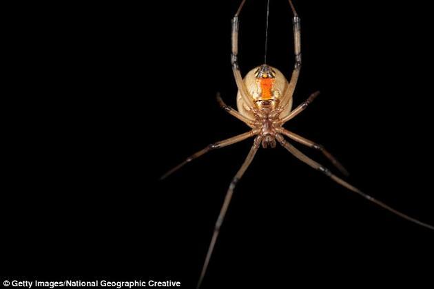 雄性红背蜘蛛(学名:Latrodectus hasselti)和几何寇蛛(L. geometricus,如图)在与末龄、未成熟的雌性交配时,具有更高的繁殖成功率。