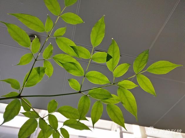 一加3T逆光拍照