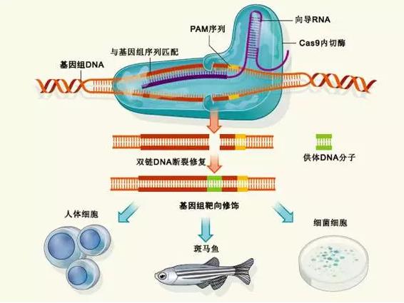 ► RNA介导的CRISPR-Cas9系统定向基因组修饰作用机制示意图。Cas9内切酶是一种DNA内切酶,很多细菌都可以表达这种蛋白,Cas9内切酶能 够为细菌提供一种防御机制,避免病毒或者质粒等外源DNA的侵入。 利用Cas9内切 酶家族来靶标和剪切外源DNA的II型CRISPR/Cas免疫系统来进行有效的靶向酶切。 Cas9内切酶必须在向导RNA分子的引导下对DNA进行切割,这是因为这些向导RNA 分子含有与靶DNA序列互补的序列,称之为PAM序列。 Cas9内切酶在向导RNA分子 的引导下对特定位点的DNA进行切割,形成双链DNA缺口,然后细胞会借助同源重 组机制(homologous recombination)或者非同源末端连接机制(non-homologous end joining)对断裂的DNA进行修复。如果细胞通过同源重组机制进行修复,会用另外一 段DNA片段填补断裂的DNA缺口,因而会引入一段新的“遗传信息”,从而实现基因的编辑。图片选自上海南方模式生物研究中心。图片原始来源:http://www.nature.com/nature/journal/v495/n7439/full/495050a.html