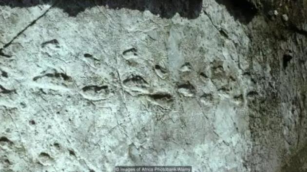 坦桑尼亚的Laetoli脚印。图片来源:Images of Africa Photobank/Alamy