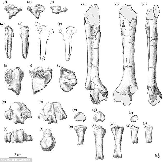 图为科学家绘制的该鸟类骨头示意图。腕骨结节是现代鸟类腕骨处的一块凸起物,鸟类用它来击退敌人、争抢领地。