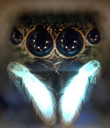 这是一种学名为Cosmophasis umbratica 的跳蛛,其雄性成员会用能反射紫外光的附肢来吸引雌性的目光