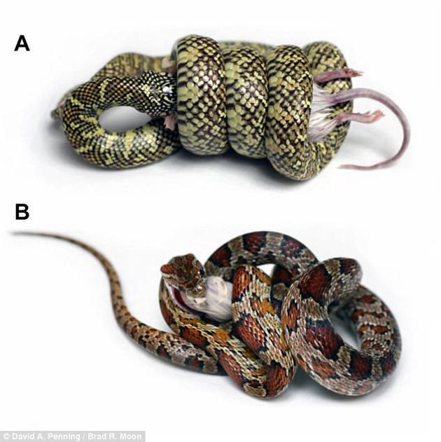 王蛇属蛇类加州王蛇(图A,学名:Lampropeltis getula)的典型绞杀方式,及其与玉米蛇(图B,学名:Pantherophis guttatus,又称红鼠蛇)的对比。二者正在绞杀的是相似体型的小鼠。研究者发现,王蛇缠绕猎物的方式类似“扭扭薯条”,但玉米蛇的缠绕方式却不尽相同。