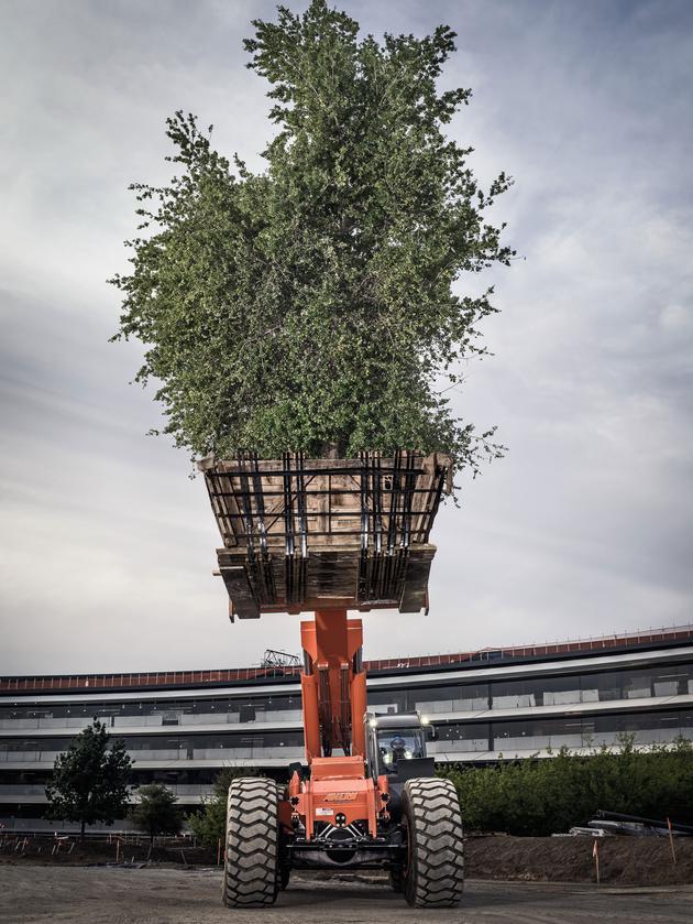 建筑师斯蒂芬·贝林说,对乔布斯来说:“树木是最美丽的艺术“。他以前经常说,”关于树木最神奇的地方在于,无论多么有钱,你都买不到一棵真正古老而美丽的树。”